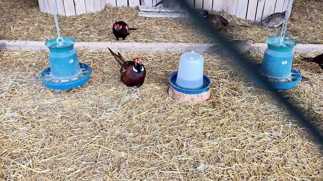 Colorful pheasants walking and feeding inside outdoor aviary enclosure. Exotic game birds on straw covered ground near feeders in natural farm habitat setting