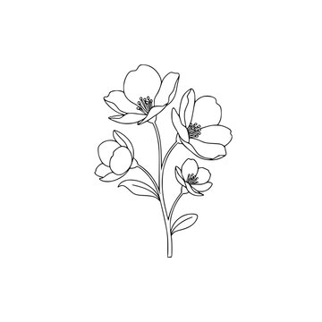 Simple Jasmine Flower Branch Line Art Botanical Illustration