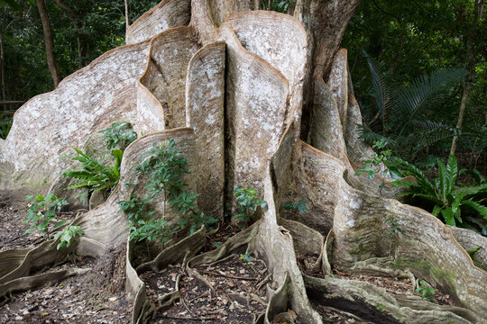 Majestic buttress roots of the ancient Sakishimasuou-no-ki tree along the Nakama River in Iriomote Island, Okinawa, Japan.