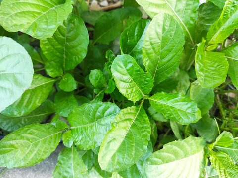 Fresh green leaves of Strobilanthes crispus or Keji Beling herbal plant in the garden