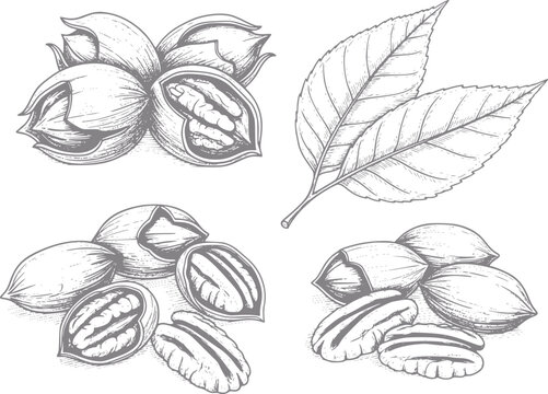 Hand-drawn of pecans and leaves on a white background
