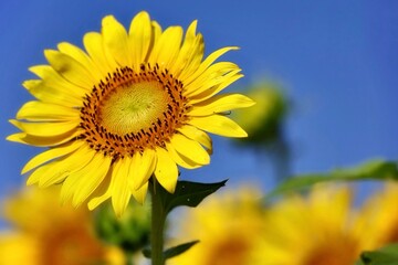 Naklejka premium 青空に向かって笑顔のように花開くひまわり 