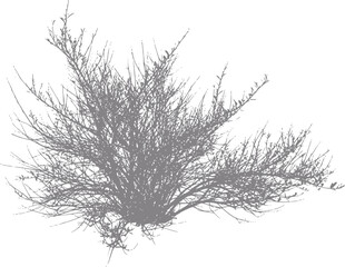Fototapeta premium Silhouette of a dense, bare bush with intricate branches against a white background