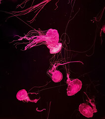 Glowing pink jellyfish swimming in the dark deep water neon light background © pureasya