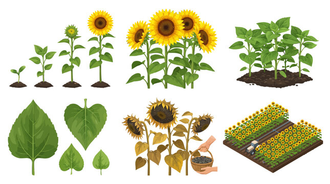 Sunflower growth stages from seed to bloom plant development