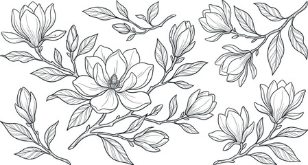 Elegant hand drawn magnolia flower outline vector illustration set with leaves and buds isolated on white background for coloring book and wedding design © Sujon Shah