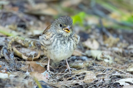 baby dark-eyed junco looking angry standing on the ground 