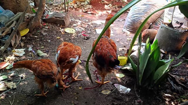 Three brown chickens foraging in a backyard garden during the day.4k video