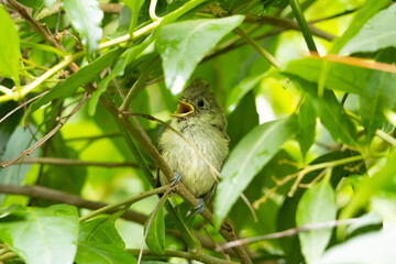oak titmouse baby standing in the bush calling  © Yifeng