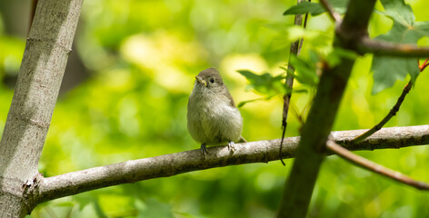oak titmouse baby standing on a branch looking upwards © Yifeng