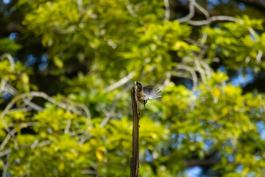 red-breasted nuthatch ready to fly form the top of a branch