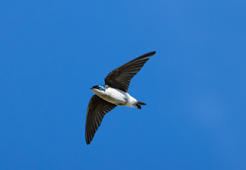 Obraz premium tree swallow flying in sky
