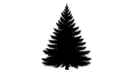 Silhouette of a tall evergreen tree on white background coniferous foliage © Asim