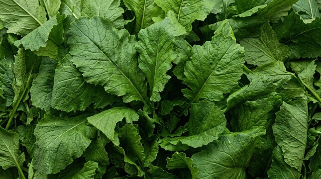 Fresh organic mustard greens growing in a lush garden bed showing vibrant green textured foliage and natural patterns for healthy nutritional food concepts