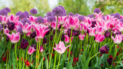 Obraz premium Pink and Purple Tulip Border in Keukenhof Park