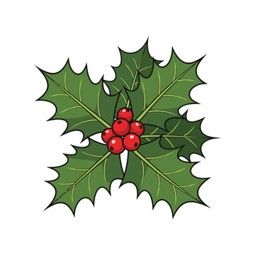 Christmas holly branch with green leaves and red berries isolated on white background vector.