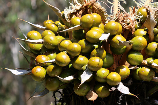 A close-up view of a cluster of green, rounded seeds growing on a female cycad plant