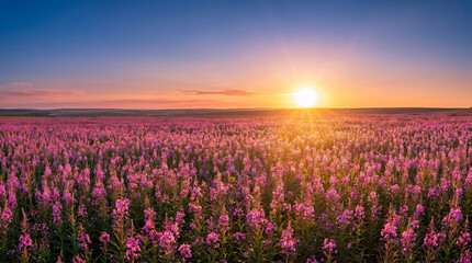 Fototapeta premium Scenic countryside view with a vast purple flower meadow.