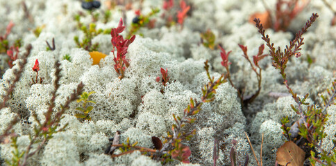 closeup on vegetation in the tundra with red lef and reinder lichen covering the ground in mountain in Norway © coco