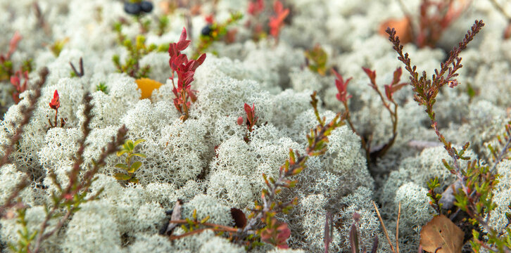closeup on vegetation in the tundra with red lef and reinder lichen covering the ground in mountain in Norway