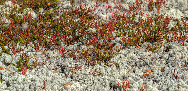 closeup on vegetation in the tundra with red lef and reinder lichen covering the ground in mountain in Norway