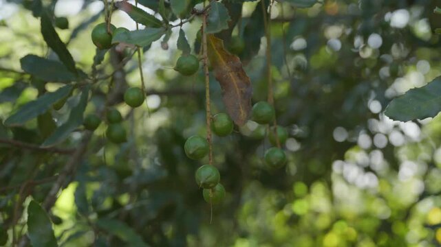 Unripe green macadamia nuts hanging on a tree branch and swaying gently in a light breeze