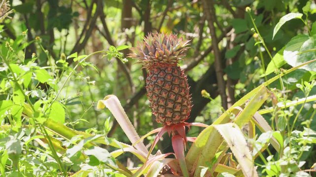 Young pineapple fruit, ananas comosus, growing on a stem surrounded by vibrant green foliage