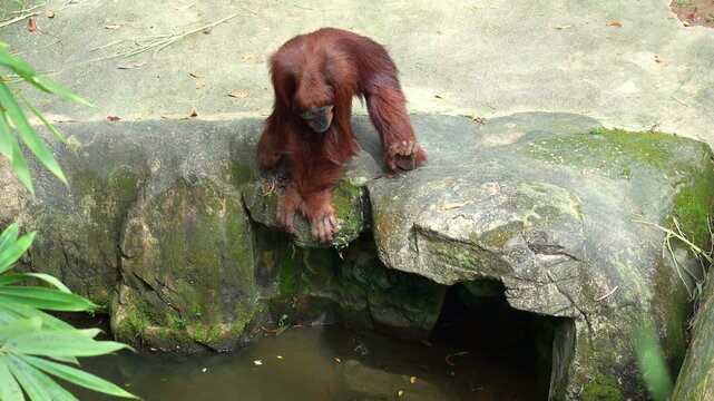 An orangutan perches cautiously on a moss-covered rock ledge, gazing down at a small pool of water and staring at the swimming otter, close up shot.