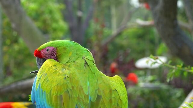 A Great Green Macaw (Ara ambiguus) perches on a tree branch in the foreground while a Scarlet Macaw flies past in the background.