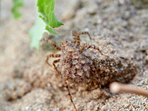 Wolf spider with spiderlings on its abdomen. Genus Pardosa