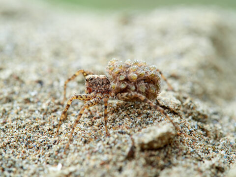 Wolf spider with spiderlings on its abdomen. Genus Pardosa