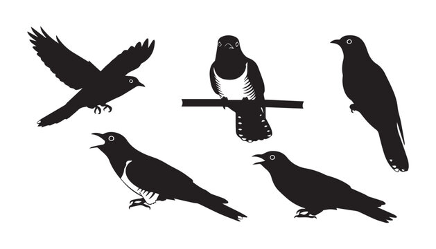 black and white silhouette set of Common cuckoo very high quality vector illustration.