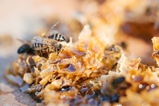 Busy Bees Gather Nectar From Honeycomb on a Sunny Day in a Vibrant Garden
