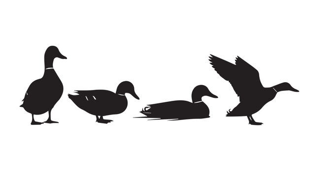 black and white silhouette set of Loons very high quality vector illustration.