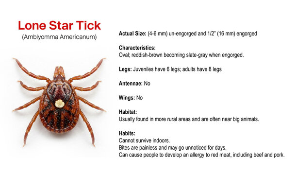 Lone star tick info graphic. Alpha-gal syndrome. AGS symptoms