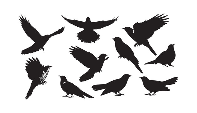 black and white silhouette set of Common cuckoo very high quality vector illustration.