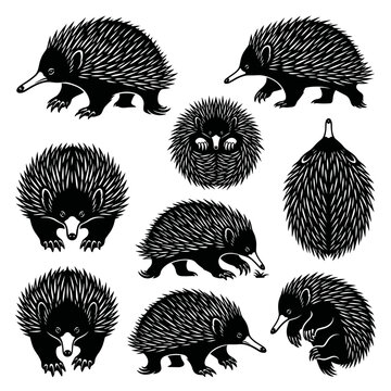  Black and white vector silhouette set of Echidna