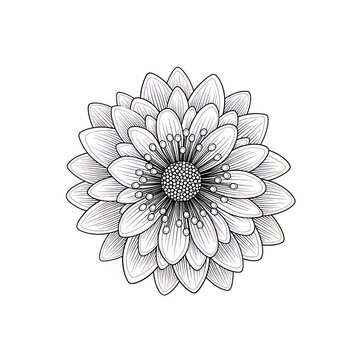 Symmetrical floral illustration with detailed petal patterns