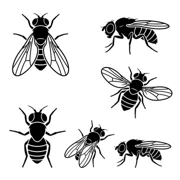  Black and white vector silhouette set of Fruit Fly.