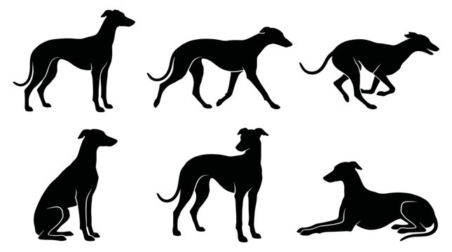 Black and white vector silhouette set of Greyhound