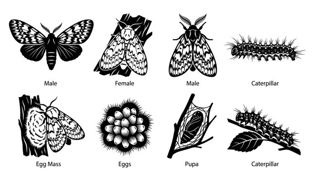 Black and white vector silhouette set of Gypsy Moth.