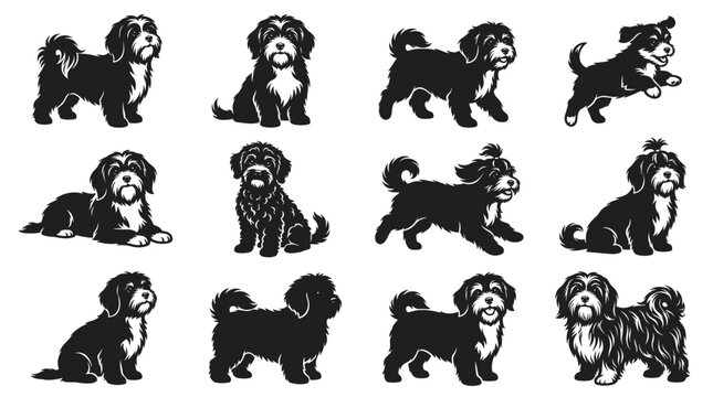  Black and white vector silhouette set of Havanese