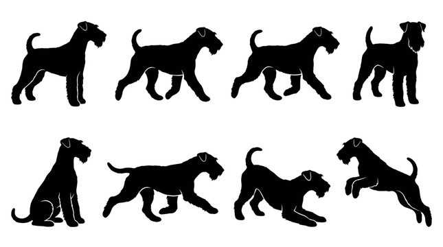 Black and white vector silhouette set of Airedale Terrier dog