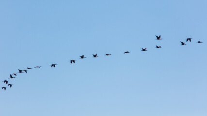 Obraz premium Geese fly in V-formation across open blue sky