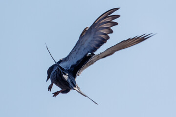 Obraz premium Black bird flies with outstretched wings against a clear blue sky