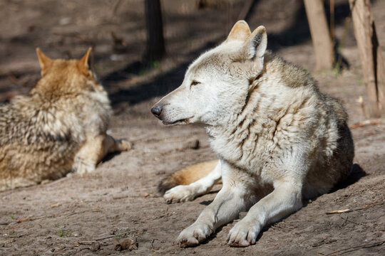 White wolf lying down on sunlit dirt, next to tree base