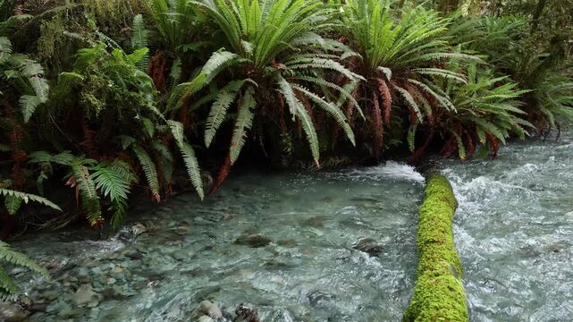 Crystal clear blue water streams, rivers and creeks in the lush green Rainforest of New Zealand Fiordland