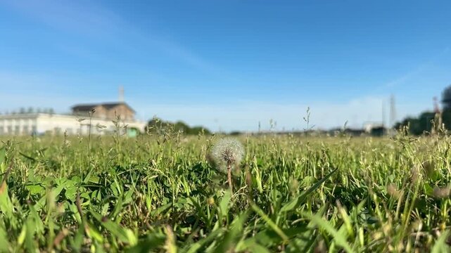 Fantasy Slow Motion of Dandelion Puff Releasing Seeds Into the Sky