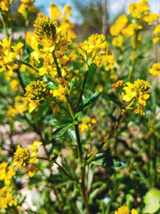 Obraz premium Cluster of small yellow flowers blooming in the sunlight
