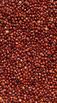 Rotation macro natural dried red quinoa seeds, top view, close up texture background, Organic superfood, rich in nutrients, healthy food diet.